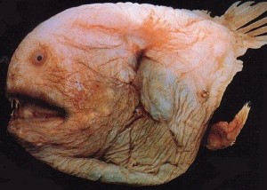 fisk1